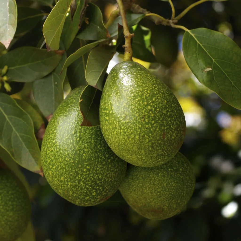 Aguacate2